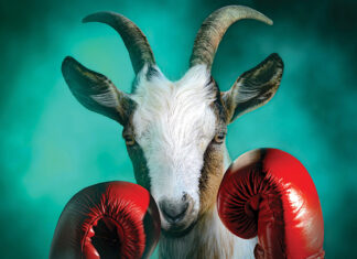 Goat With Boxing Gloves In A Dramatic Smoke Background