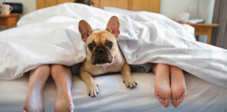 Dog Laying Under Covers With Couple