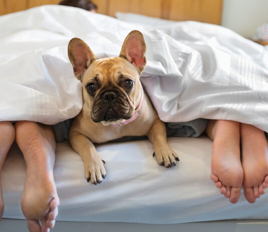 Dog Laying Under Covers With Couple