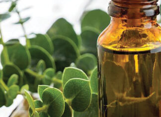 Eucalyptus