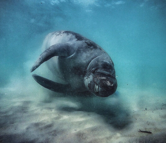 Manatee