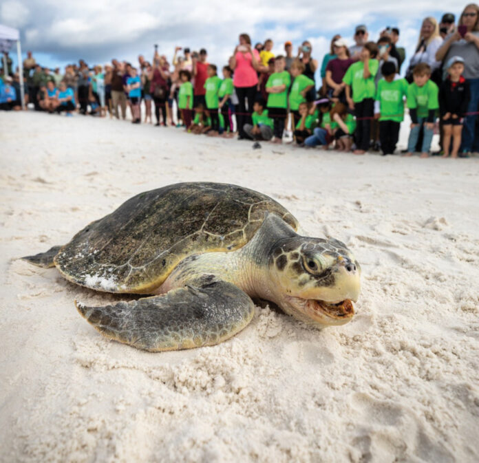 Gulfarium Care Turtle Release Smiling