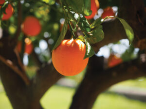 Orange Tree