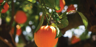 Orange Tree