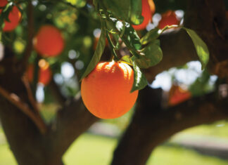 Orange Tree