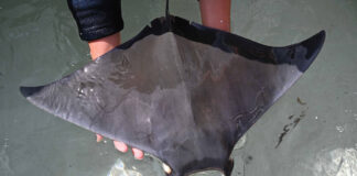 Devilray1