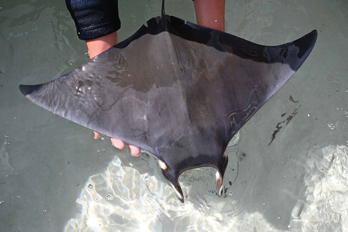 Coastal Resource Team Joins Unique Devil Ray Research - FWB Life | Fort ...