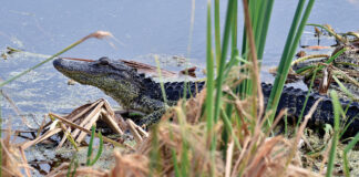 Alligator