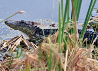 Alligator