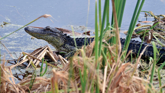 Alligator