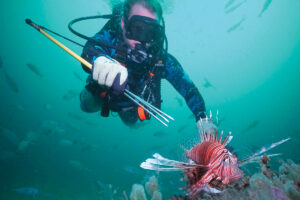 Lionfish1