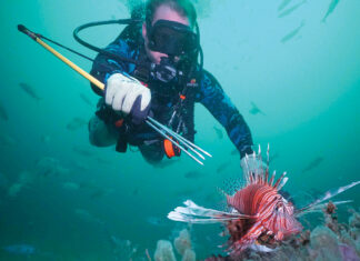 Lionfish1