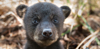 FW Here’s What You Should Do The Florida Fish and Wildlife Conservation Commission (FWC) reminds us that juvenile black bears are starting to leave their mothers’ home ranges in search of new homes of their own. Between the ages of 1½ -2½ years, juvenile or yearling bears start dispersing in spring and summer, with spring marking a return to activity for bears after limited movements in winter. During this time, juvenile bears may be seen in unexpected areas as they travel across a wide range of areas in search of a new location to settle down. Bear in Gulf In recent weeks, bears have wandered into Orlando, Tampa, Jacksonville and on the beach in Destin! “The most important thing people can do to help these bears is to leave them alone,” said the FWC’s Bear Management Program Coordinator, Mike Orlando. “Give them plenty of space and let them move along on their own.” Black bears are generally not aggressive. But, like any wild animal, if they feel threatened, they can become defensive. Dogs have been involved in more than half of the incidents of people getting injured by bears in Florida. When walking dogs, keep them close to you – preferably on a non-retractable leash – and be aware of your surroundings, which is good practice for preventing conflicts with both bears and other wildlife. Before letting your dog out at night, flip lights on and off and bang on the door to give bears and other wildlife a chance to leave the area. As bears become more active this time of year, they cross more roadways. For your own safety and to avoid hitting bears and other wildlife, remember to slow down when driving, particularly on rural highways at dawn or dusk. Watch for road signs identifying bear crossing areas. Each year in Florida, an average of 250 bears are killed after being hit by vehicles. If you have bears in your area, follow these additional BearWise® Basics to help prevent conflicts with bears: 1: Never feed or approach bears Feeding bears can make them lose their natural fear of people. It is illegal in Florida to intentionally feed bears or leave out food or garbage that will attract bears and cause conflicts. Getting close to a wild animal is dangerous. 2: Secure food and garbage Store garbage in a sturdy shed or garage and then put it out on the morning of pickup rather than the night before. If not stored in a secured building, modify your existing garbage can to make it more bear-resistant or use a bear-resistant container. Secure commercial garbage in bear-resistant dumpsters. Protect gardens, beehives, compost and livestock with electric fencing. Pick ripe fruit from trees and bushes and remove fallen fruit from the ground. 3: Remove or secure bird and wildlife feeders Remove wildlife feeders. If wildlife feeders are left up, only put enough food out for wildlife to finish eating before dark and make feeders bear-resistant. 4: Never leave pet food outdoors Feed pets indoors. If feeding pets outdoors, only put food outside for short time periods and bring in leftover food and dishes after each feeding. 5: Clean and store grills Clean and degrease grills and smokers after each use. If mobile, store them in a secure shed or garage. 6: Alert neighbors to bear activity If you see a bear, let your neighbors know. Share tips on how to avoid conflicts with bears. Encourage your homeowner’s association or local government to institute bylaws or ordinances to require trash be kept secure. Having conflicts with bears? Call one of the FWC’s five regional offices. Go to MyFWC.com/Contact, and click on “Contact Regional Offices” to find the phone number for your region. If you want to report someone who is either harming bears or intentionally feeding them, call the FWC’s Wildlife Alert Hotline at (888) 404-FWCC (3922). Black bear cub