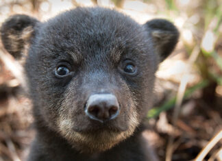 FW Here’s What You Should Do The Florida Fish and Wildlife Conservation Commission (FWC) reminds us that juvenile black bears are starting to leave their mothers’ home ranges in search of new homes of their own. Between the ages of 1½ -2½ years, juvenile or yearling bears start dispersing in spring and summer, with spring marking a return to activity for bears after limited movements in winter. During this time, juvenile bears may be seen in unexpected areas as they travel across a wide range of areas in search of a new location to settle down. Bear in Gulf In recent weeks, bears have wandered into Orlando, Tampa, Jacksonville and on the beach in Destin! “The most important thing people can do to help these bears is to leave them alone,” said the FWC’s Bear Management Program Coordinator, Mike Orlando. “Give them plenty of space and let them move along on their own.” Black bears are generally not aggressive. But, like any wild animal, if they feel threatened, they can become defensive. Dogs have been involved in more than half of the incidents of people getting injured by bears in Florida. When walking dogs, keep them close to you – preferably on a non-retractable leash – and be aware of your surroundings, which is good practice for preventing conflicts with both bears and other wildlife. Before letting your dog out at night, flip lights on and off and bang on the door to give bears and other wildlife a chance to leave the area. As bears become more active this time of year, they cross more roadways. For your own safety and to avoid hitting bears and other wildlife, remember to slow down when driving, particularly on rural highways at dawn or dusk. Watch for road signs identifying bear crossing areas. Each year in Florida, an average of 250 bears are killed after being hit by vehicles. If you have bears in your area, follow these additional BearWise® Basics to help prevent conflicts with bears: 1: Never feed or approach bears Feeding bears can make them lose their natural fear of people. It is illegal in Florida to intentionally feed bears or leave out food or garbage that will attract bears and cause conflicts. Getting close to a wild animal is dangerous. 2: Secure food and garbage Store garbage in a sturdy shed or garage and then put it out on the morning of pickup rather than the night before. If not stored in a secured building, modify your existing garbage can to make it more bear-resistant or use a bear-resistant container. Secure commercial garbage in bear-resistant dumpsters. Protect gardens, beehives, compost and livestock with electric fencing. Pick ripe fruit from trees and bushes and remove fallen fruit from the ground. 3: Remove or secure bird and wildlife feeders Remove wildlife feeders. If wildlife feeders are left up, only put enough food out for wildlife to finish eating before dark and make feeders bear-resistant. 4: Never leave pet food outdoors Feed pets indoors. If feeding pets outdoors, only put food outside for short time periods and bring in leftover food and dishes after each feeding. 5: Clean and store grills Clean and degrease grills and smokers after each use. If mobile, store them in a secure shed or garage. 6: Alert neighbors to bear activity If you see a bear, let your neighbors know. Share tips on how to avoid conflicts with bears. Encourage your homeowner’s association or local government to institute bylaws or ordinances to require trash be kept secure. Having conflicts with bears? Call one of the FWC’s five regional offices. Go to MyFWC.com/Contact, and click on “Contact Regional Offices” to find the phone number for your region. If you want to report someone who is either harming bears or intentionally feeding them, call the FWC’s Wildlife Alert Hotline at (888) 404-FWCC (3922). Black bear cub