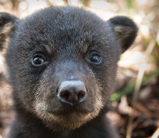 FW Here’s What You Should Do The Florida Fish and Wildlife Conservation Commission (FWC) reminds us that juvenile black bears are starting to leave their mothers’ home ranges in search of new homes of their own. Between the ages of 1½ -2½ years, juvenile or yearling bears start dispersing in spring and summer, with spring marking a return to activity for bears after limited movements in winter. During this time, juvenile bears may be seen in unexpected areas as they travel across a wide range of areas in search of a new location to settle down. Bear in Gulf In recent weeks, bears have wandered into Orlando, Tampa, Jacksonville and on the beach in Destin! “The most important thing people can do to help these bears is to leave them alone,” said the FWC’s Bear Management Program Coordinator, Mike Orlando. “Give them plenty of space and let them move along on their own.” Black bears are generally not aggressive. But, like any wild animal, if they feel threatened, they can become defensive. Dogs have been involved in more than half of the incidents of people getting injured by bears in Florida. When walking dogs, keep them close to you – preferably on a non-retractable leash – and be aware of your surroundings, which is good practice for preventing conflicts with both bears and other wildlife. Before letting your dog out at night, flip lights on and off and bang on the door to give bears and other wildlife a chance to leave the area. As bears become more active this time of year, they cross more roadways. For your own safety and to avoid hitting bears and other wildlife, remember to slow down when driving, particularly on rural highways at dawn or dusk. Watch for road signs identifying bear crossing areas. Each year in Florida, an average of 250 bears are killed after being hit by vehicles. If you have bears in your area, follow these additional BearWise® Basics to help prevent conflicts with bears: 1: Never feed or approach bears Feeding bears can make them lose their natural fear of people. It is illegal in Florida to intentionally feed bears or leave out food or garbage that will attract bears and cause conflicts. Getting close to a wild animal is dangerous. 2: Secure food and garbage Store garbage in a sturdy shed or garage and then put it out on the morning of pickup rather than the night before. If not stored in a secured building, modify your existing garbage can to make it more bear-resistant or use a bear-resistant container. Secure commercial garbage in bear-resistant dumpsters. Protect gardens, beehives, compost and livestock with electric fencing. Pick ripe fruit from trees and bushes and remove fallen fruit from the ground. 3: Remove or secure bird and wildlife feeders Remove wildlife feeders. If wildlife feeders are left up, only put enough food out for wildlife to finish eating before dark and make feeders bear-resistant. 4: Never leave pet food outdoors Feed pets indoors. If feeding pets outdoors, only put food outside for short time periods and bring in leftover food and dishes after each feeding. 5: Clean and store grills Clean and degrease grills and smokers after each use. If mobile, store them in a secure shed or garage. 6: Alert neighbors to bear activity If you see a bear, let your neighbors know. Share tips on how to avoid conflicts with bears. Encourage your homeowner’s association or local government to institute bylaws or ordinances to require trash be kept secure. Having conflicts with bears? Call one of the FWC’s five regional offices. Go to MyFWC.com/Contact, and click on “Contact Regional Offices” to find the phone number for your region. If you want to report someone who is either harming bears or intentionally feeding them, call the FWC’s Wildlife Alert Hotline at (888) 404-FWCC (3922). Black bear cub