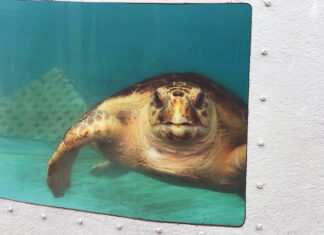 Gulfarium Turtle