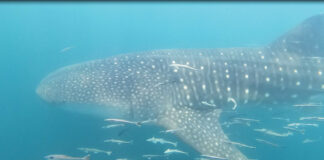 Whale Shark in Gulf Oliver