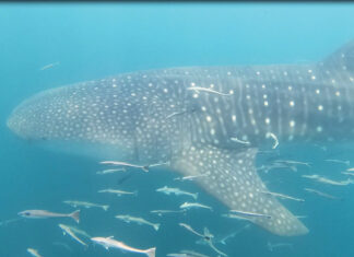 Whale Shark in Gulf Oliver