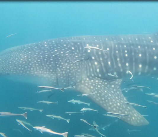 Whale Shark in Gulf Oliver