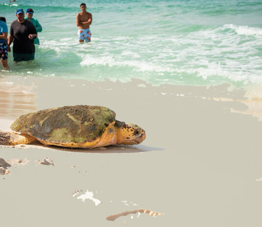 Gulfarium C.A.R.E. Center Turtle Release