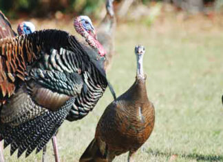 Wild Turkeys