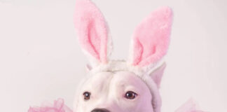 Doggie Eggstravaganza 2024 Fb Event Cover