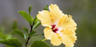 Hibiscus Tropical Flower Plant