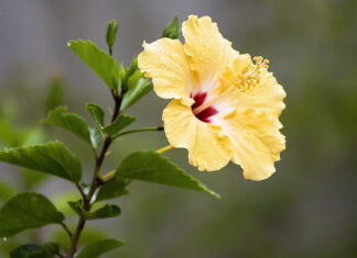 Hibiscus Tropical Flower Plant