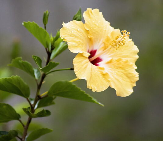 Hibiscus Tropical Flower Plant