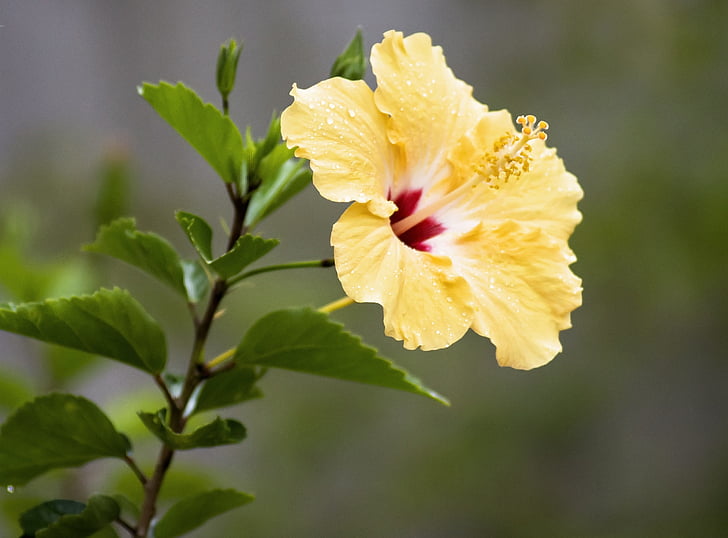 Wait to Prune Cold Injured Landscape Plants