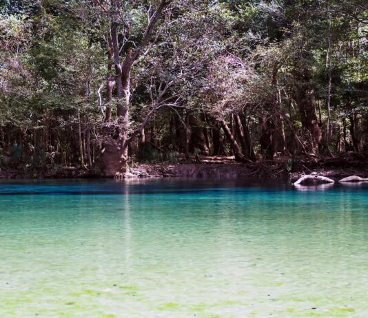 Cypress Springs