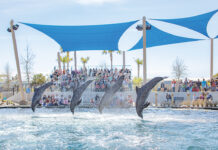 Gulfarium Dolphin Show