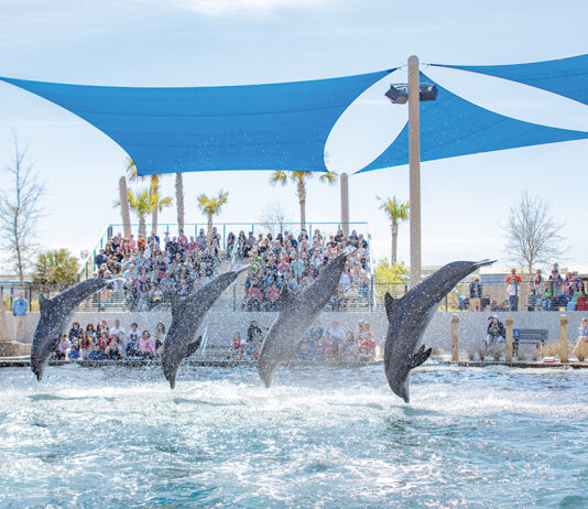 Gulfarium Dolphin Show