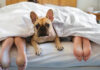 Dog Laying Under Covers With Couple