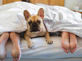 Dog Laying Under Covers With Couple
