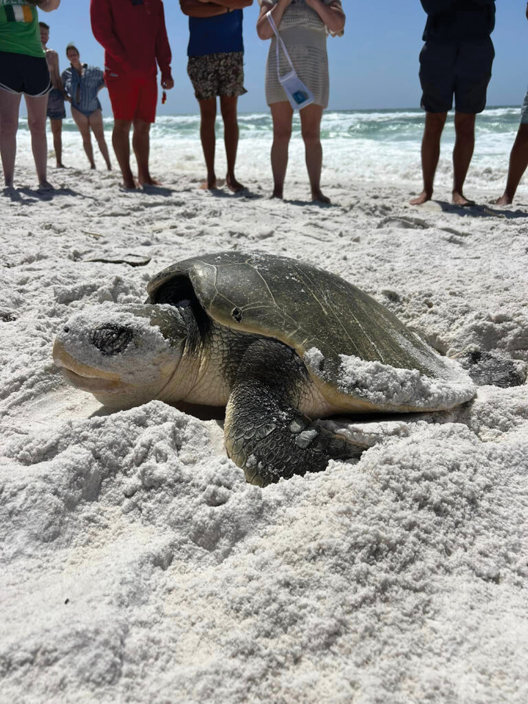 Kemp Ridley Sea Turtle On Destin Beach