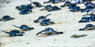 Green Sea Turtle Hatchlings