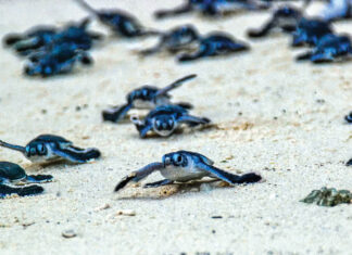 Green Sea Turtle Hatchlings