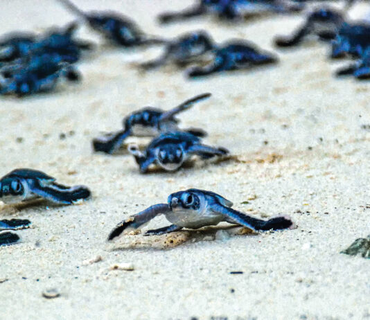 Green Sea Turtle Hatchlings