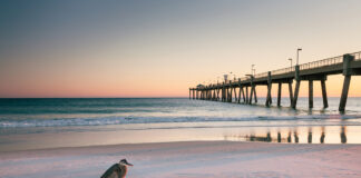 Bird And Pier Beach Landscape