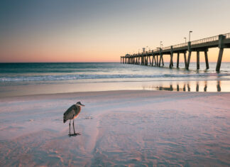 Bird And Pier Beach Landscape