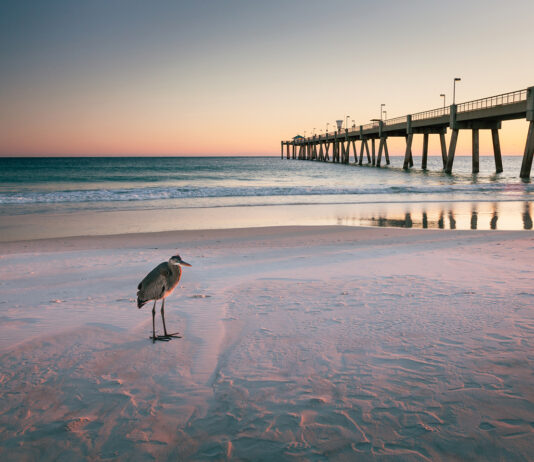 Bird And Pier Beach Landscape