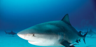 Bull Shark Swimming Along Bottom Of Ocean