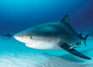 Bull Shark Swimming Along Bottom Of Ocean