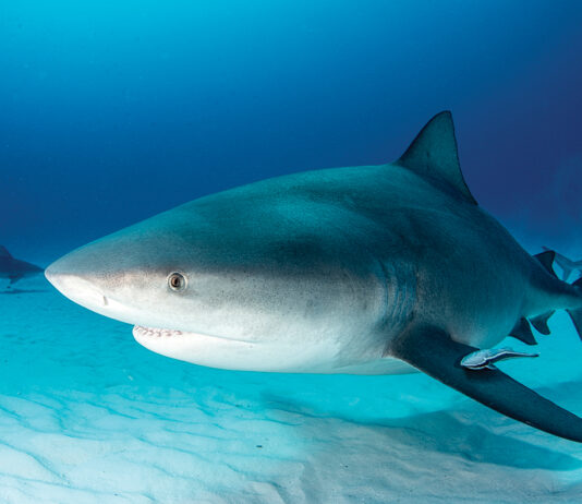 Bull Shark Swimming Along Bottom Of Ocean