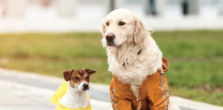 Dog Harmony Hurricane Prep