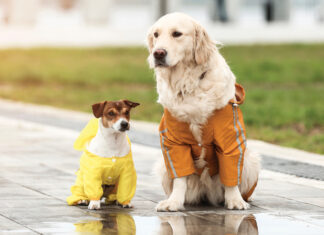 Dog Harmony Hurricane Prep