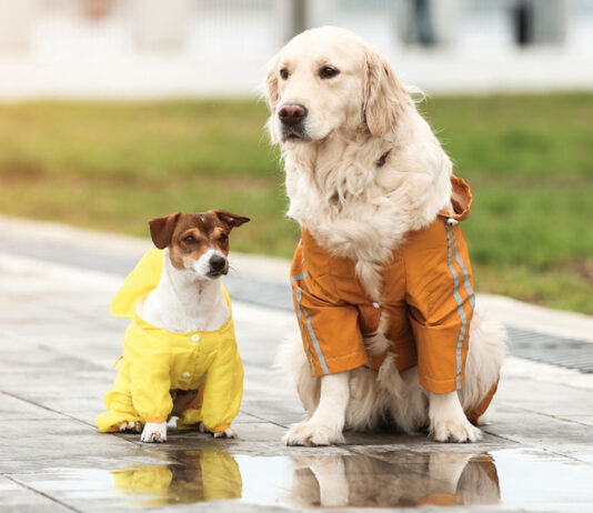 Dog Harmony Hurricane Prep