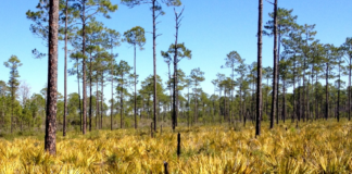 Florida National Scenic Trail