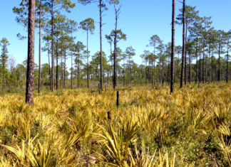 Florida National Scenic Trail